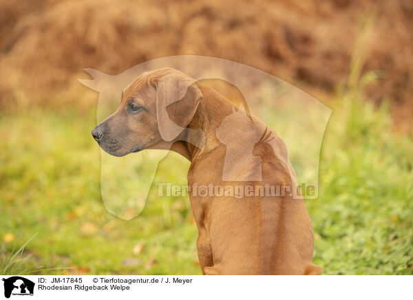 Rhodesian Ridgeback Welpe / Rhodesian Ridgeback Puppy / JM-17845