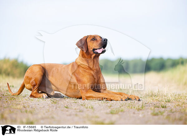 Rhodesian Ridgeback Rde / male Rhodesian Ridgeback / IF-15685