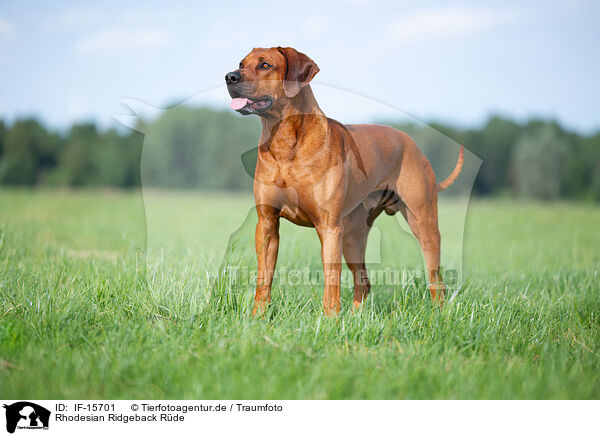 Rhodesian Ridgeback Rde / IF-15701