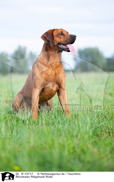 Rhodesian Ridgeback Rde / male Rhodesian Ridgeback / IF-15717