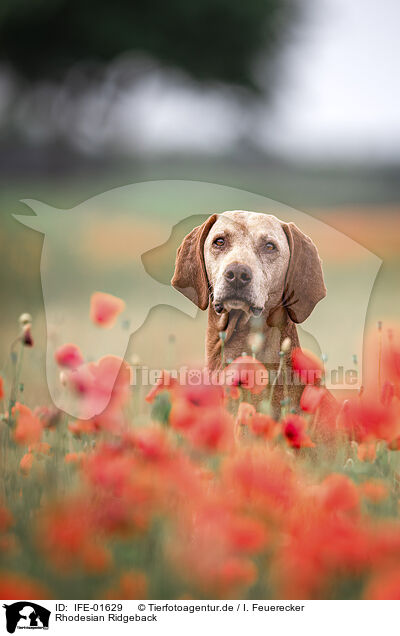 Rhodesian Ridgeback / Rhodesian Ridgeback / IFE-01629