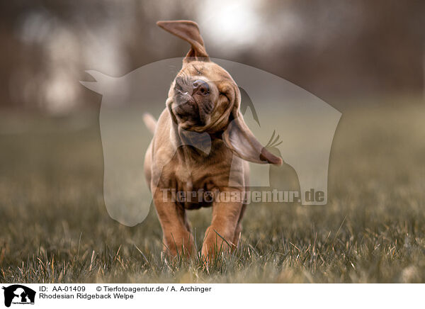 Rhodesian Ridgeback Welpe / AA-01409