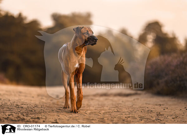 Rhodesian Ridgeback / Rhodesian Ridgeback / CRO-01174