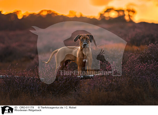 Rhodesian Ridgeback / Rhodesian Ridgeback / CRO-01179