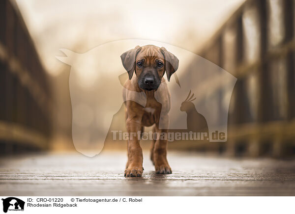 Rhodesian Ridgeback / Rhodesian Ridgeback / CRO-01220