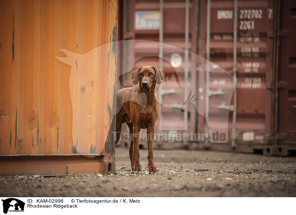 Rhodesian Ridgeback / Rhodesian Ridgeback / KAM-02996