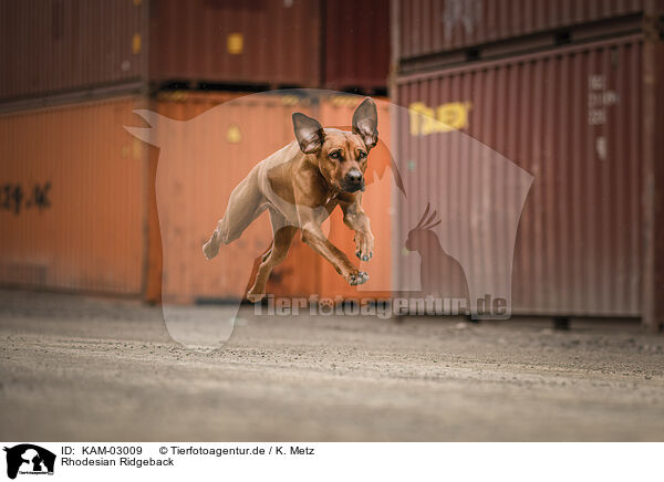 Rhodesian Ridgeback / Rhodesian Ridgeback / KAM-03009