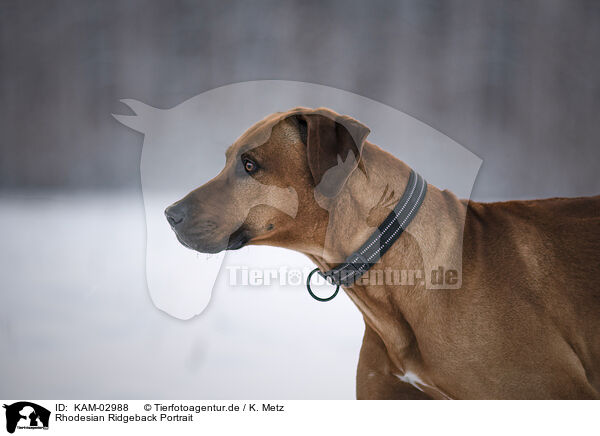 Rhodesian Ridgeback Portrait / Rhodesian Ridgeback Portrait / KAM-02988