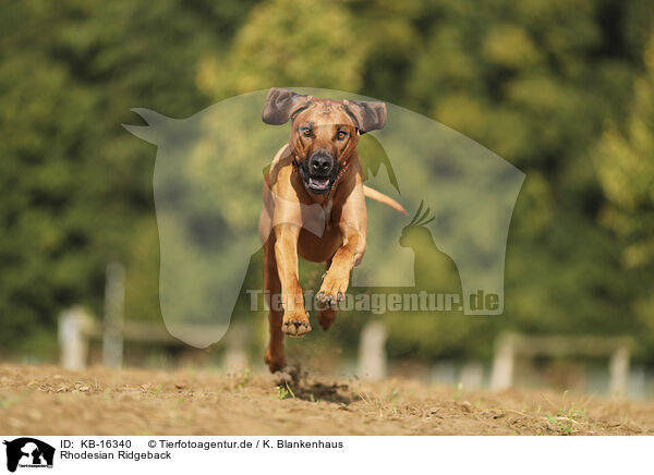 Rhodesian Ridgeback / Rhodesian Ridgeback / KB-16340