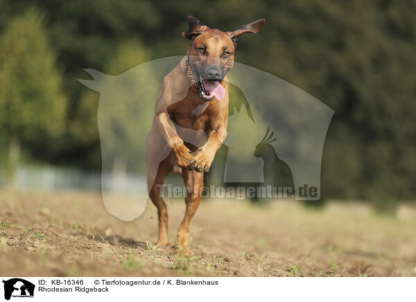 Rhodesian Ridgeback / Rhodesian Ridgeback / KB-16346