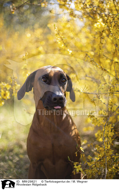 Rhodesian Ridgeback / Rhodesian Ridgeback / MW-29821