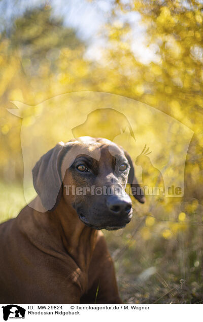 Rhodesian Ridgeback / Rhodesian Ridgeback / MW-29824