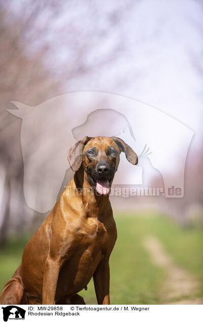 Rhodesian Ridgeback / Rhodesian Ridgeback / MW-29858