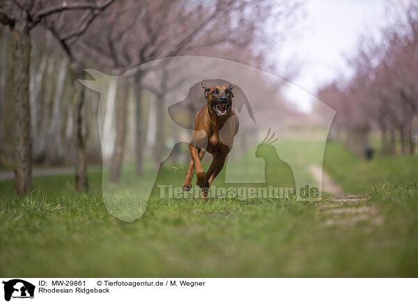 Rhodesian Ridgeback / Rhodesian Ridgeback / MW-29861