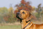 Rhodesian Ridgeback Portrait