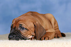 Rhodesian Ridgeback Welpe