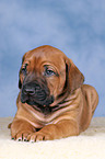 Rhodesian Ridgeback Welpe