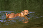 Rhodesian Ridgeback im Wasser