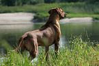 stehender Rhodesian Ridgeback