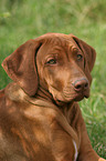 junger Rhodesian Ridgeback