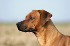 Rhodesian Ridgeback Portrait