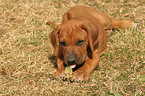 Rhodesian Ridgeback Welpe im Garten