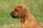 Rhodesian Ridgeback Welpe im Garten