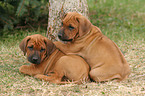 spielende Rhodesian Ridgeback Welpen