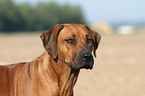 Rhodesian Ridgeback Portrait