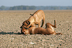 spielende Rhodesian Ridgebacks