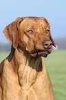 Livernose Rhodesian Ridgeback Portrait