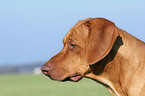 Livernose Rhodesian Ridgeback Portrait