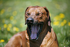 Rhodesian Ridgeback