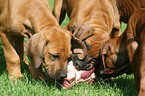 Rhodesian Ridgeback