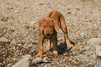 stehender Rhodesian Ridgeback Welpe