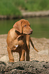 stehender Rhodesian Ridgeback Welpe