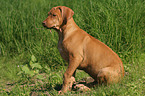 sitzender Rhodesian Ridgeback Welpe