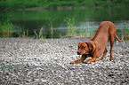 spielender Rhodesian Ridgeback