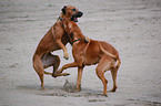 spielende Rhodesian Ridgebacks