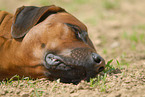 Rhodesian Ridgeback Welpe