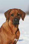 Rhodesian Ridgeback Portrait