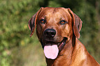 Rhodesian Ridgeback Portrait