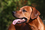 Rhodesian Ridgeback Portrait