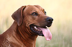 Rhodesian Ridgeback Portrait