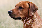 Rhodesian Ridgeback Portrait