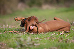 Rhodesian Ridgebacks