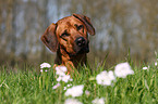 Rhodesian Ridgeback Portrait