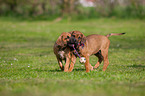 Rhodesian Ridgeback Welpe