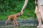 Rhodesian Ridgeback Welpe