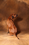 Rhodesian Ridgeback